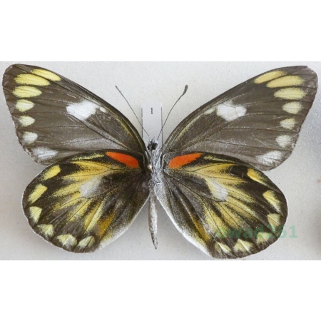 Delias zebuda Hewitson, 1862 female reverse Indonesia, Sulawesi1